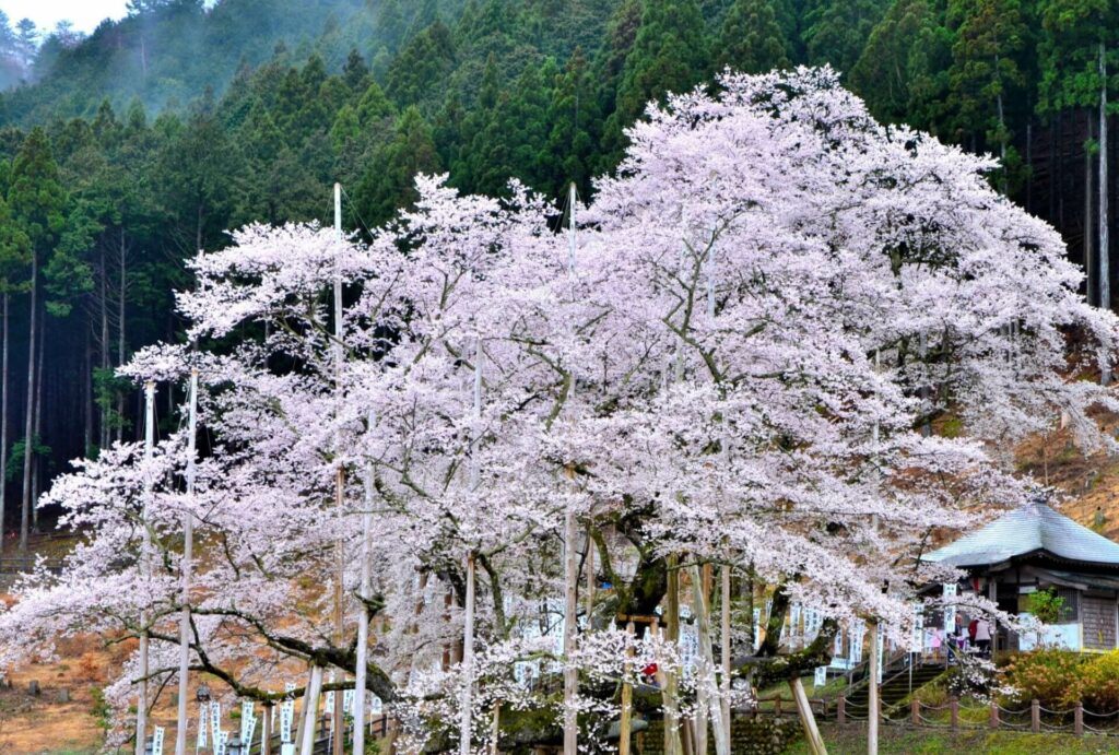 Sakura Spots-15 Ususumi Zakura