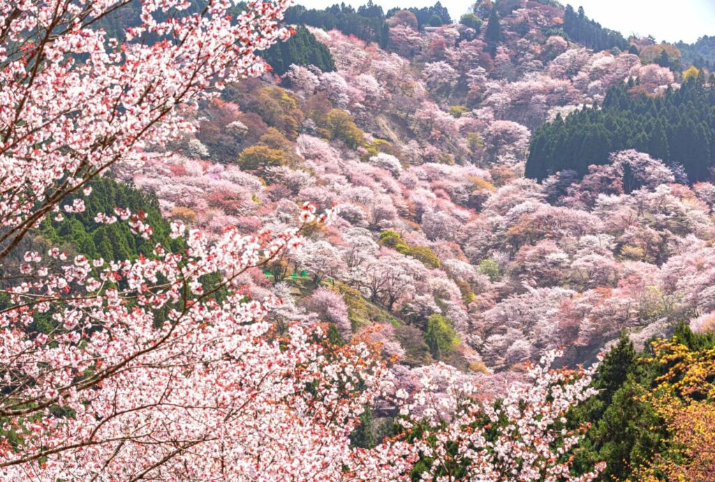 Sakura Spots-19 Mount Yoshino