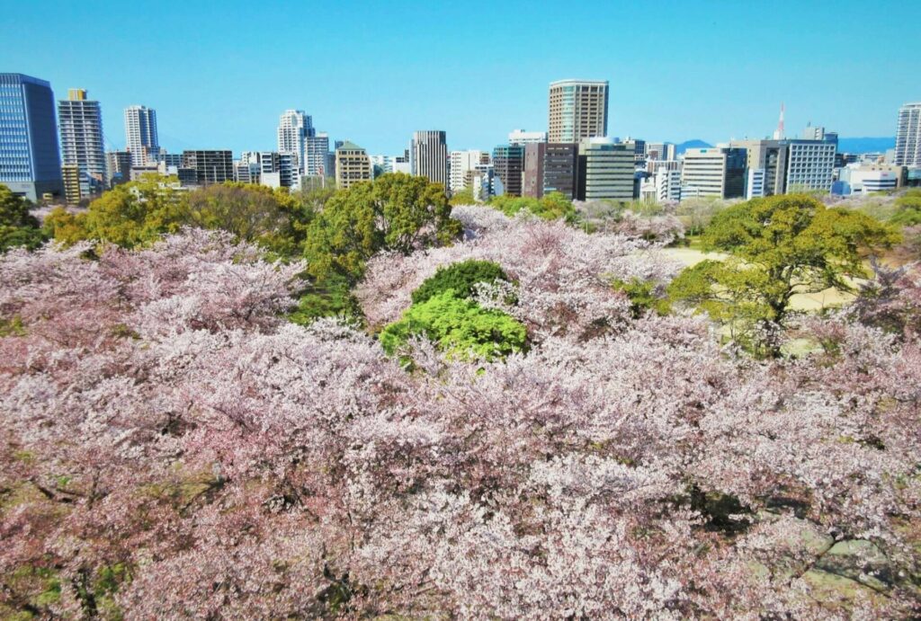 Sakura Spots-24 Maitsuru Park