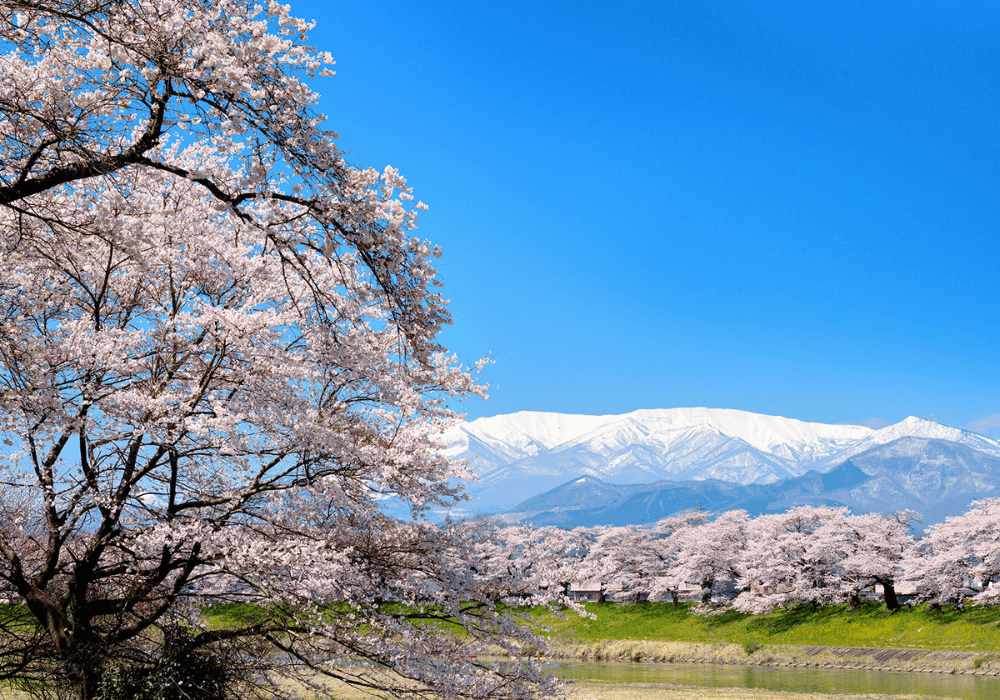 26 Sakura Spots Feature