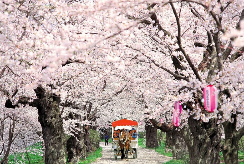 Sakura Spots-3 Kitakami Tenshouchi