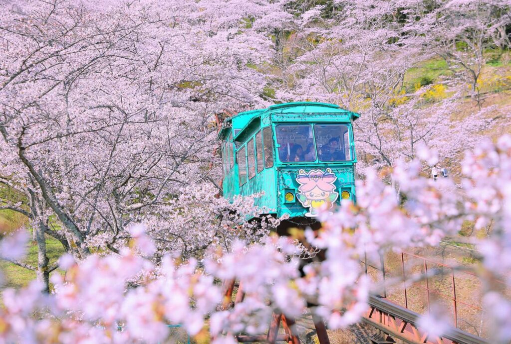 Sakura Spots-4 Hitome Senbonsakura (Tram)