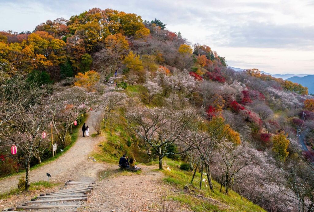 Sakura Spots-9 Sakurayama (Autumn)
