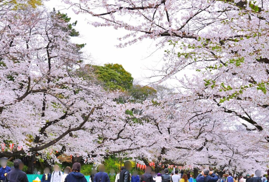 Sakura Spots-7 Ueno Park