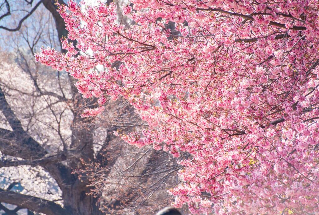 Sakura Spots-8 Shinjuku Gyoen National Garden