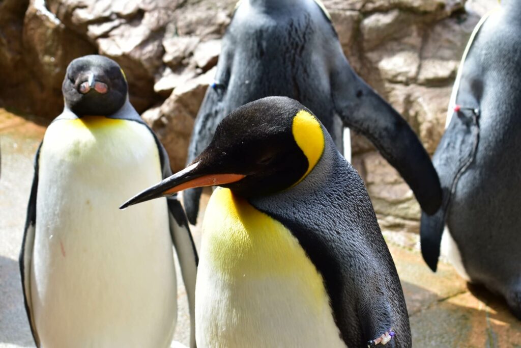 เพนกวิน พิพิธภัณฑ์สัตว์น้ำ Aquas 