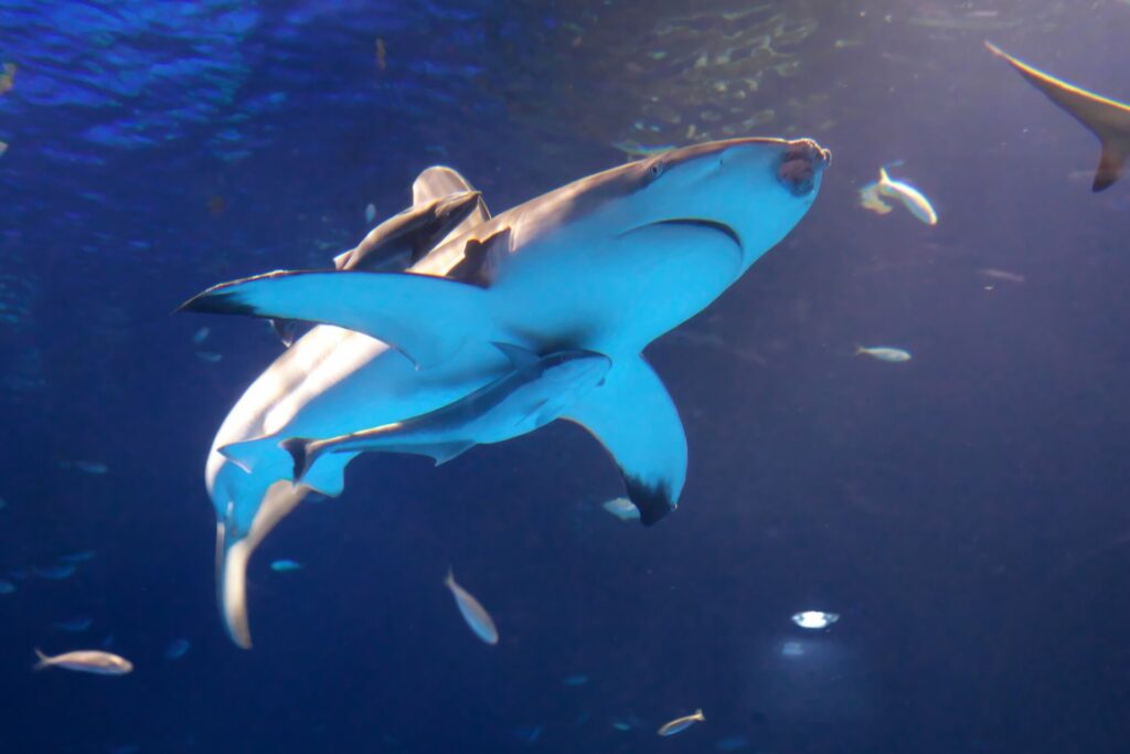ฉลาม พิพิธภัณฑ์สัตว์น้ำ Aquas 