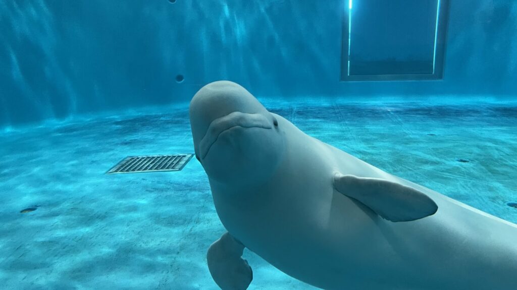 วาฬเบลูก้า พิพิธภัณฑ์สัตว์น้ำ Aquas 