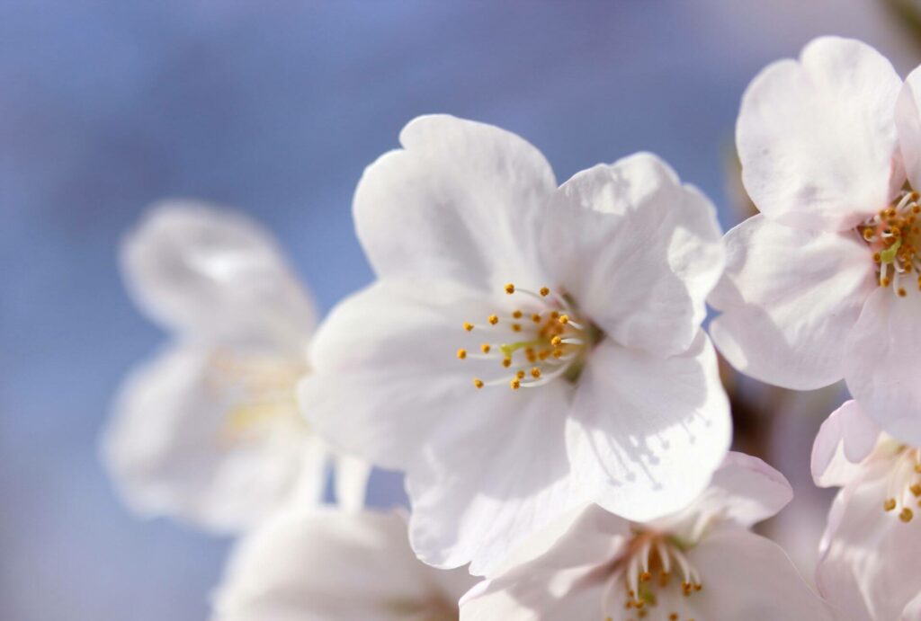 Sakura 10 Facts - 10 Flower Language