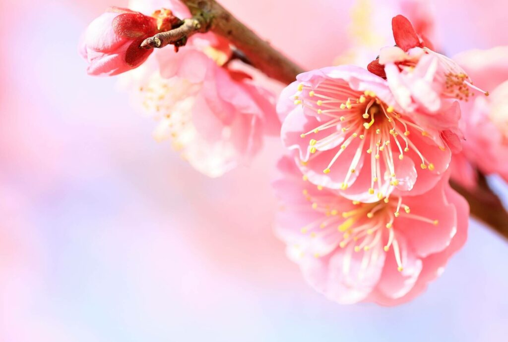 Sakura 10 Facts - 4 Plum Flowers
