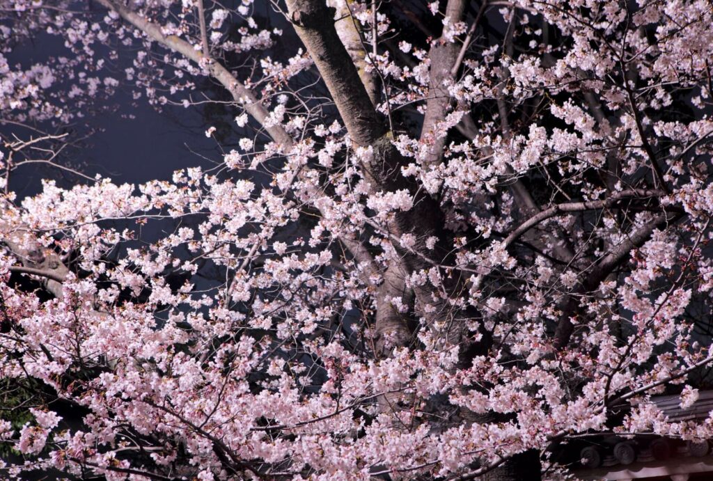 Sakura 10 Facts - 5 Dark Superstition