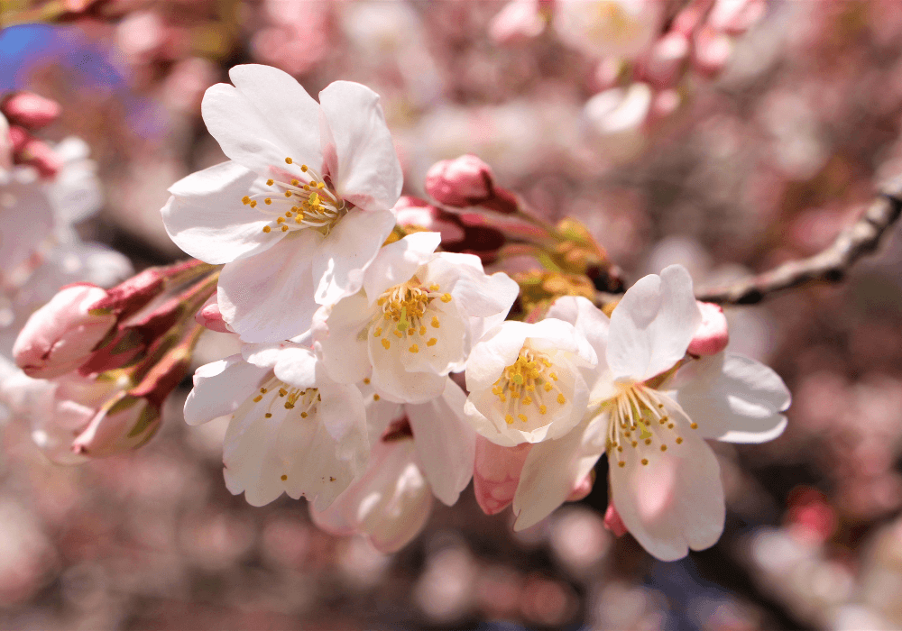 Sakura 10 Facts - Feature