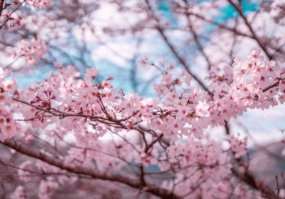 Sakura Smell - Feature