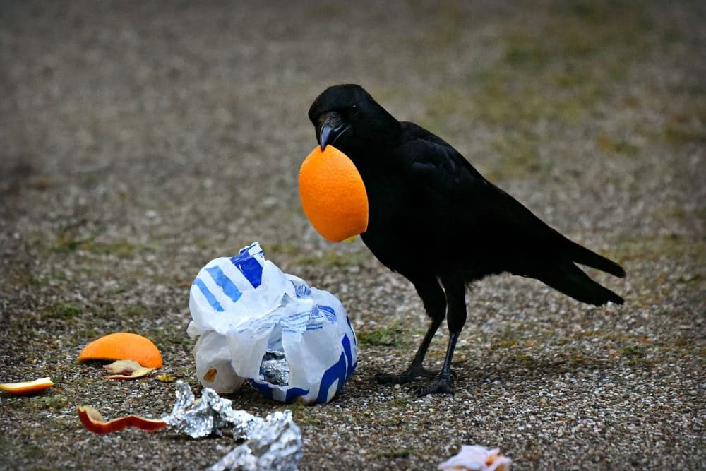 crow food 