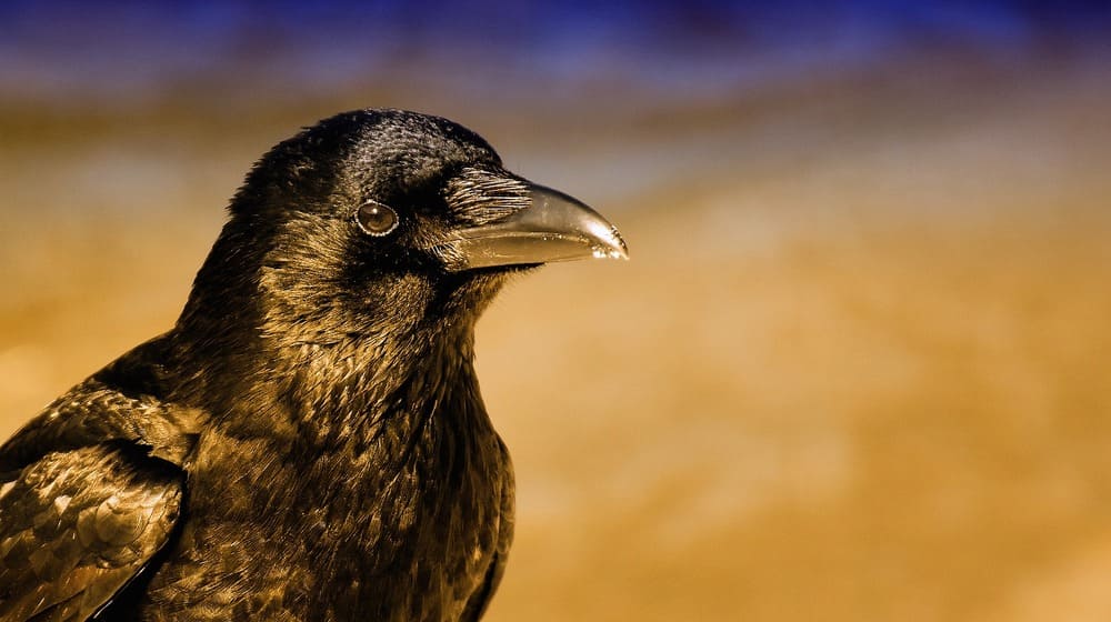 crow look
