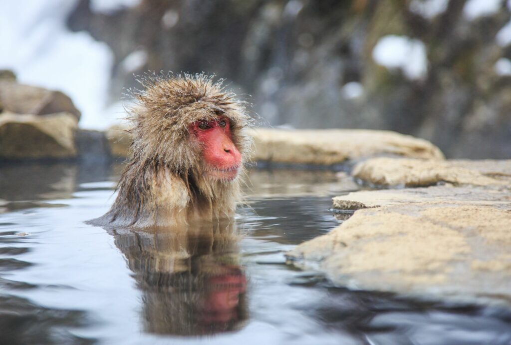 10 สุดยอดสถานที่ท่องเที่ยวในนากาโนะ - ลิงหิมะจิโกกุดานิ