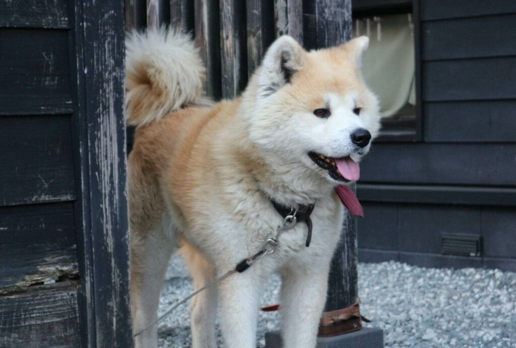 วิวใบไม้เปลี่ยนสีและของอร่อยขึ้นชื่อโทโฮคุ - คาคุโนะดาเตะ สุนัขอาคิตะอินุ