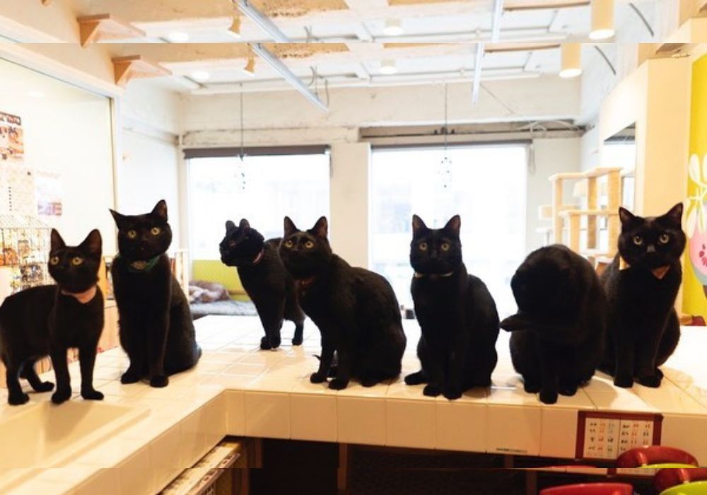 Cat Cafe nekobiyak คาเฟ่แมวดำ